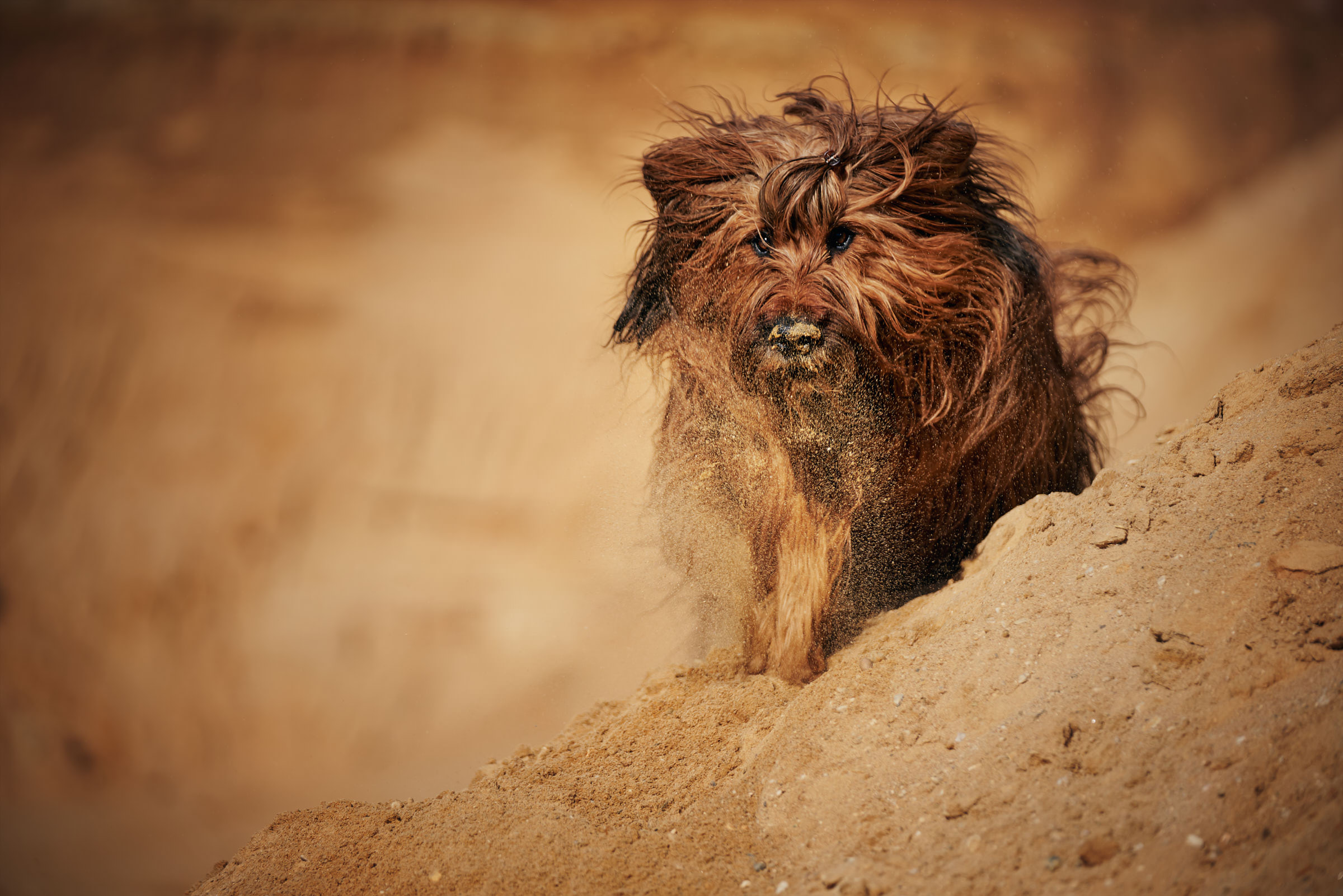Hundeshooting Sandgrube