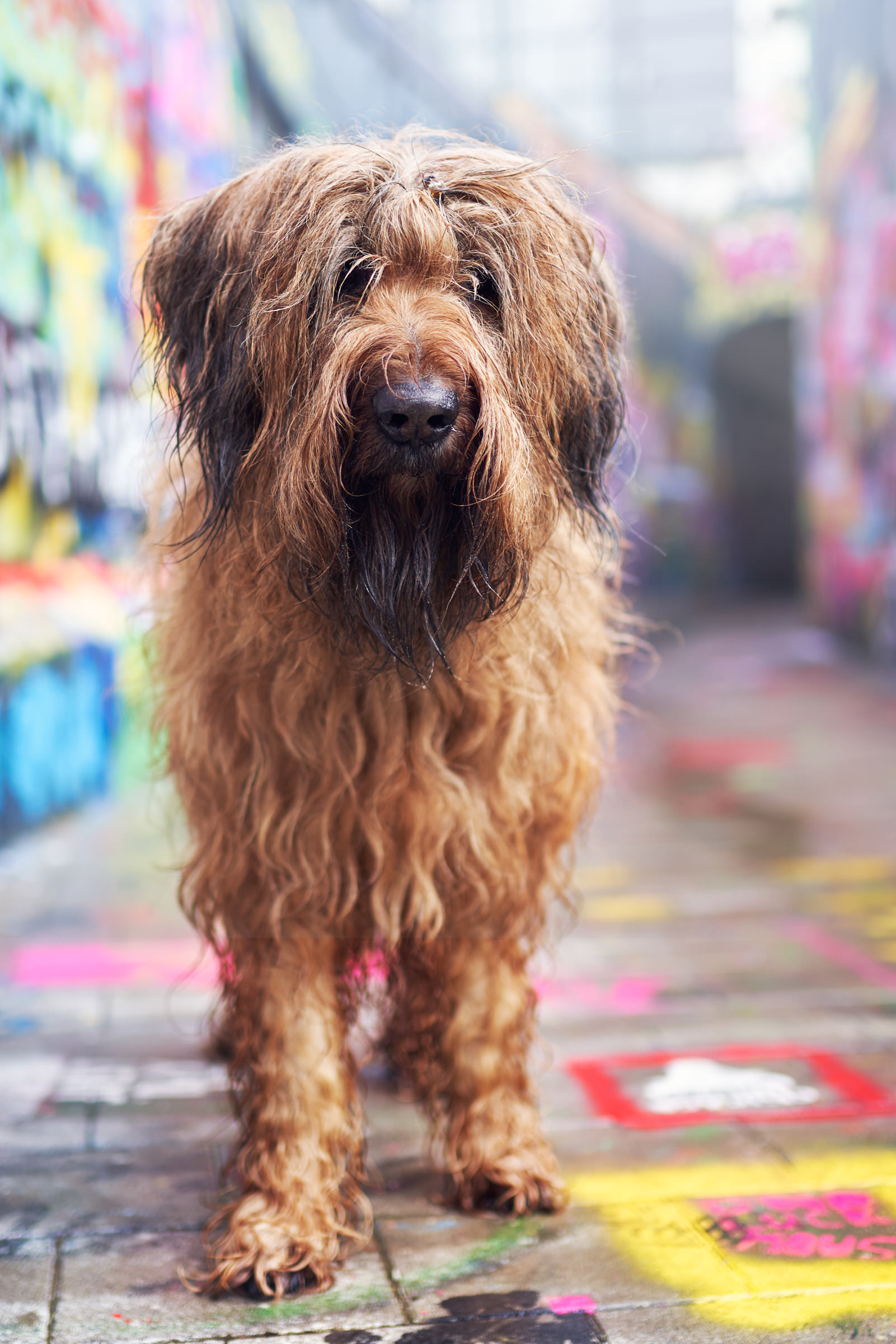Hund in der Stadt mit Graffiti