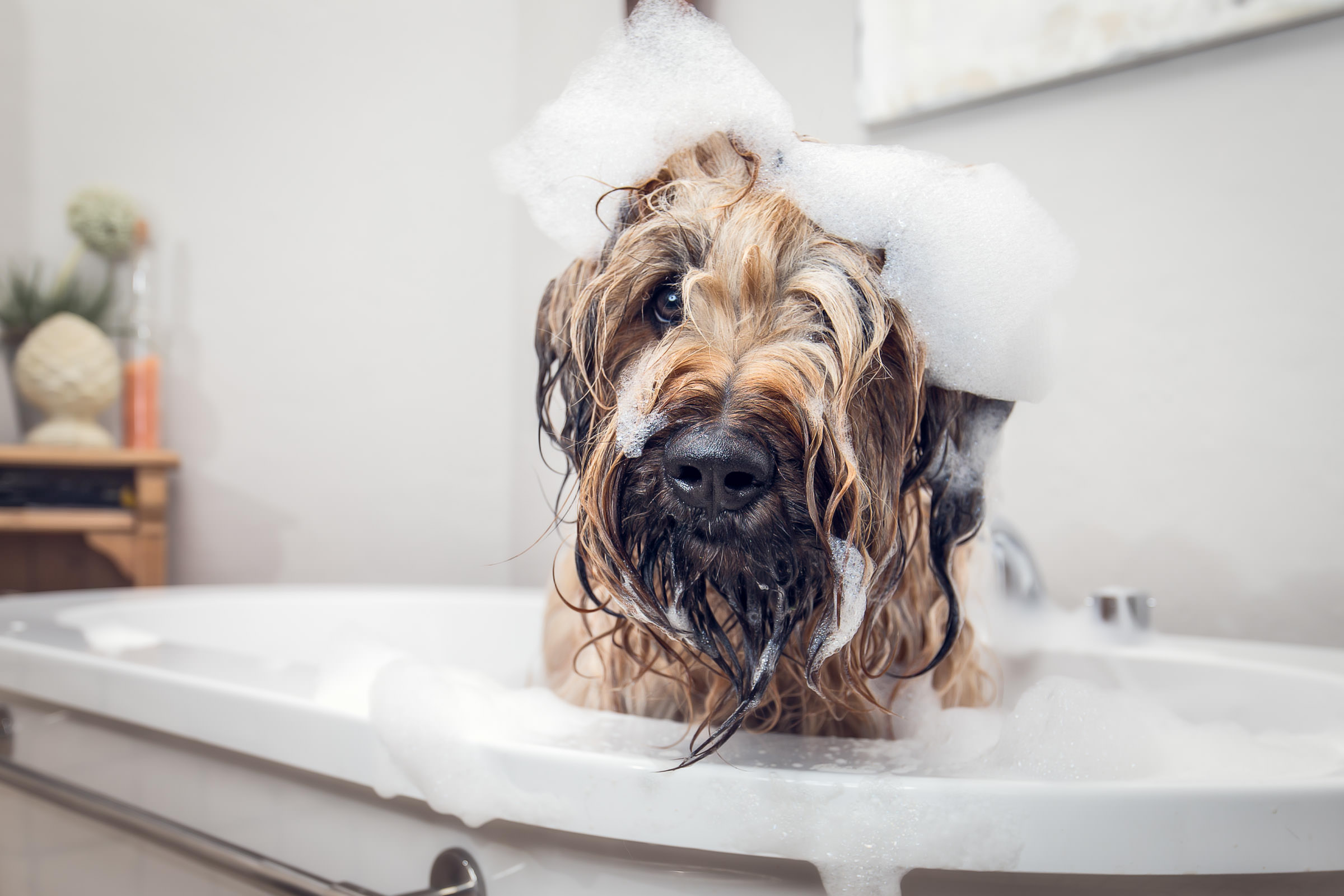 Hundefoto in der Badewanne