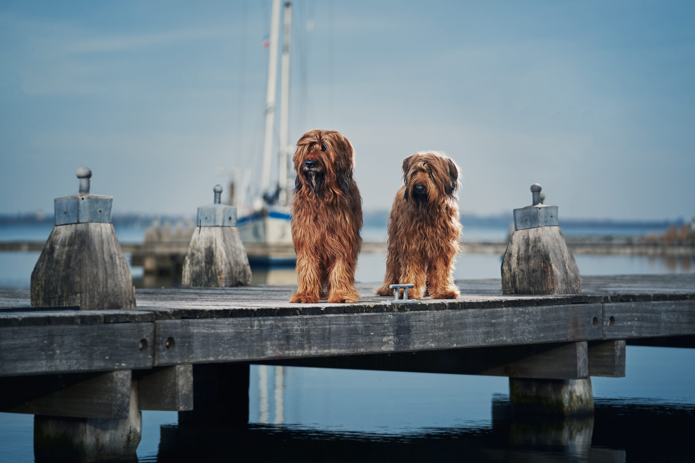 Hunde am Steg Holland