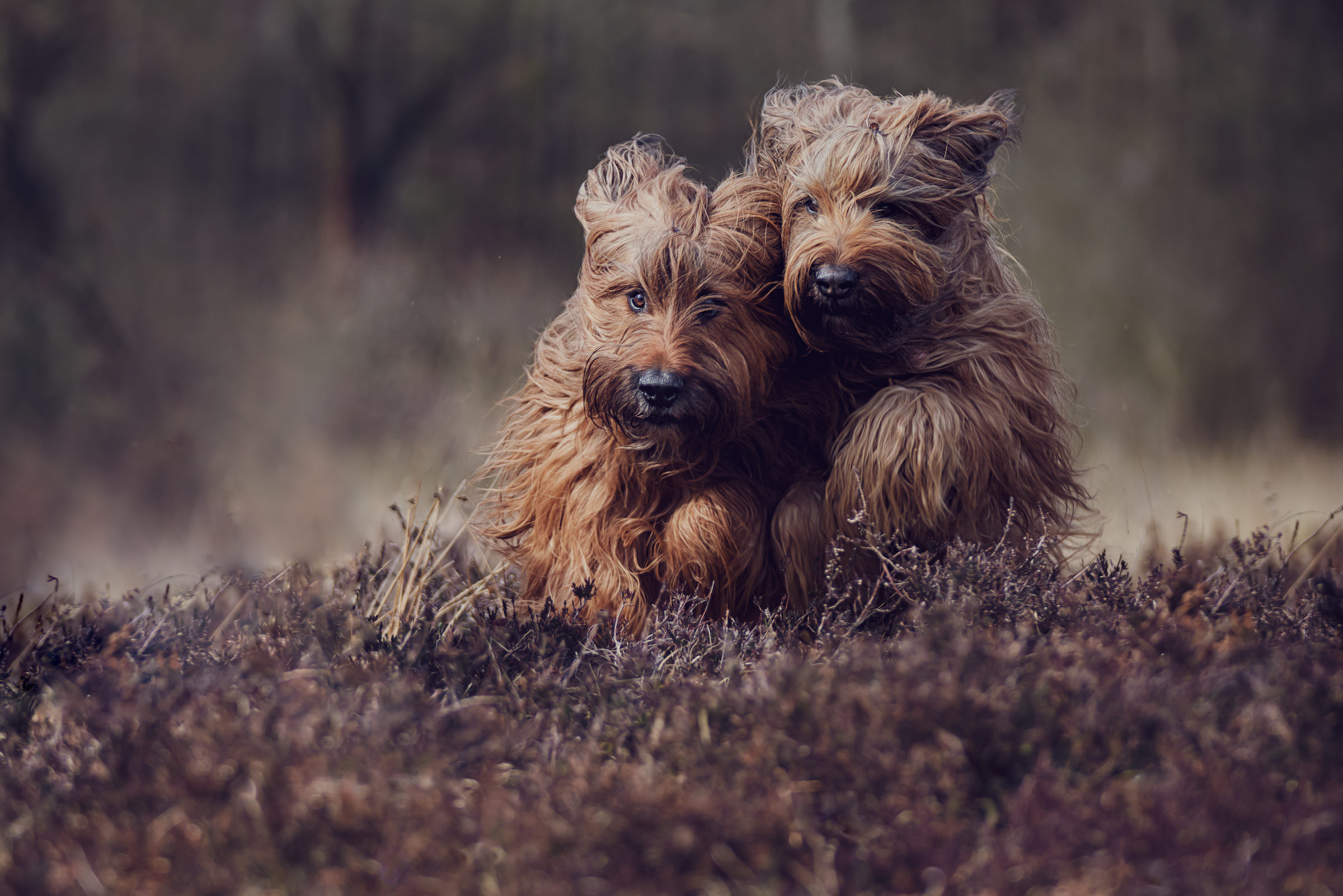 Actionfoto von zwei Hunden