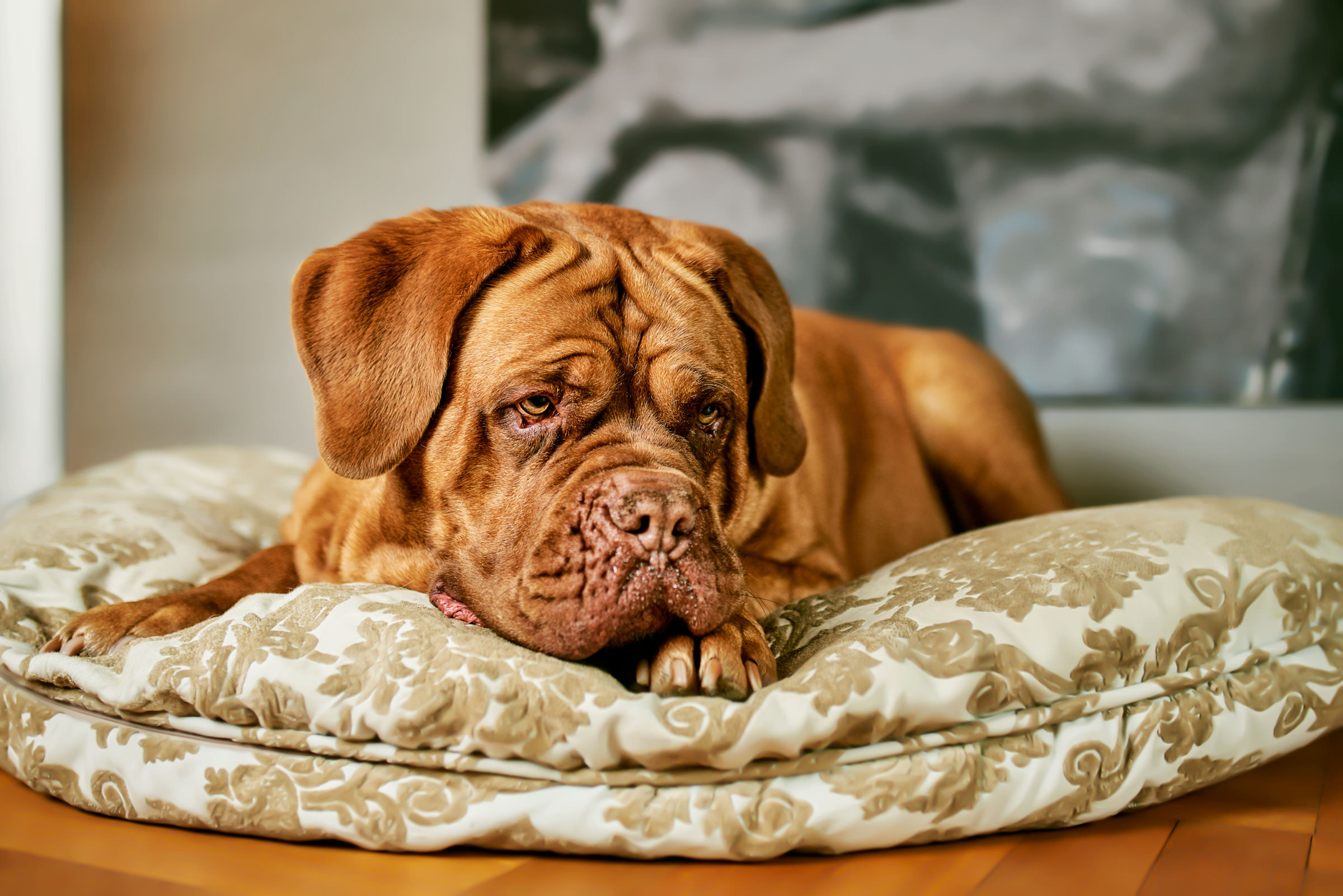 Bulldogge auf Kissen Zuhause