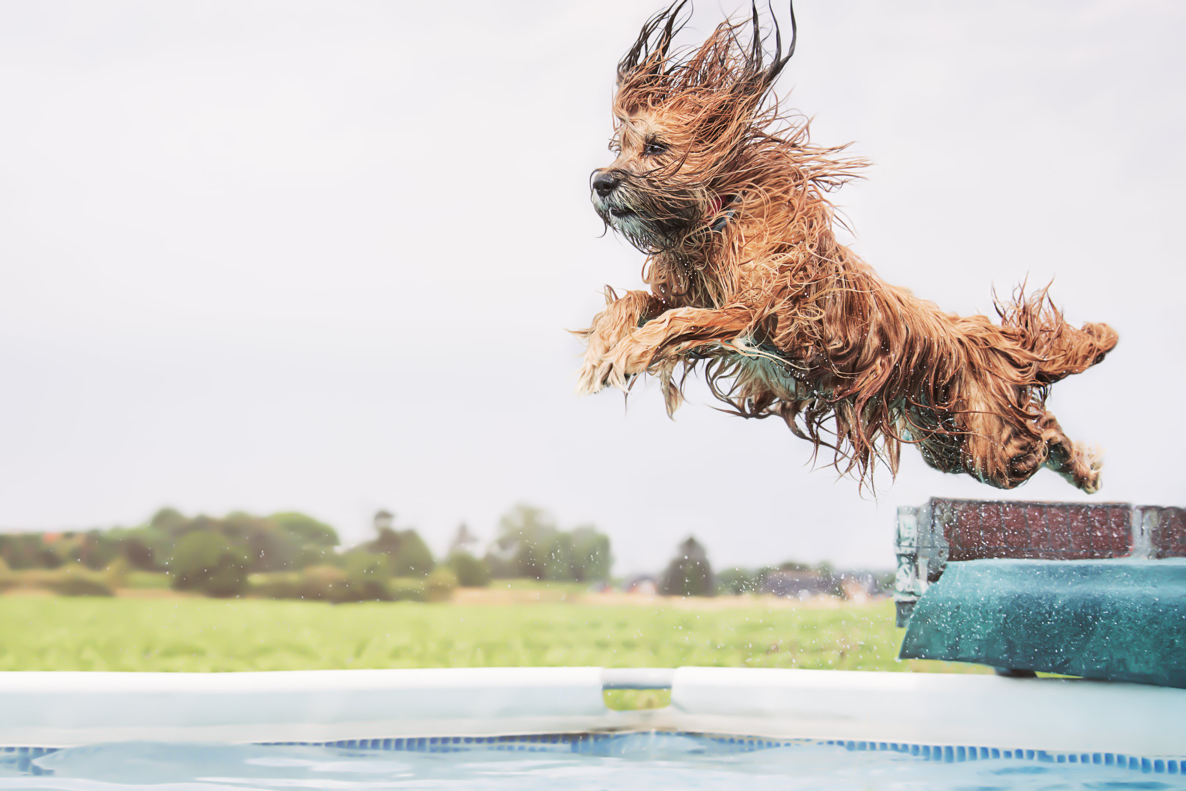 Hund ins Wasser springend