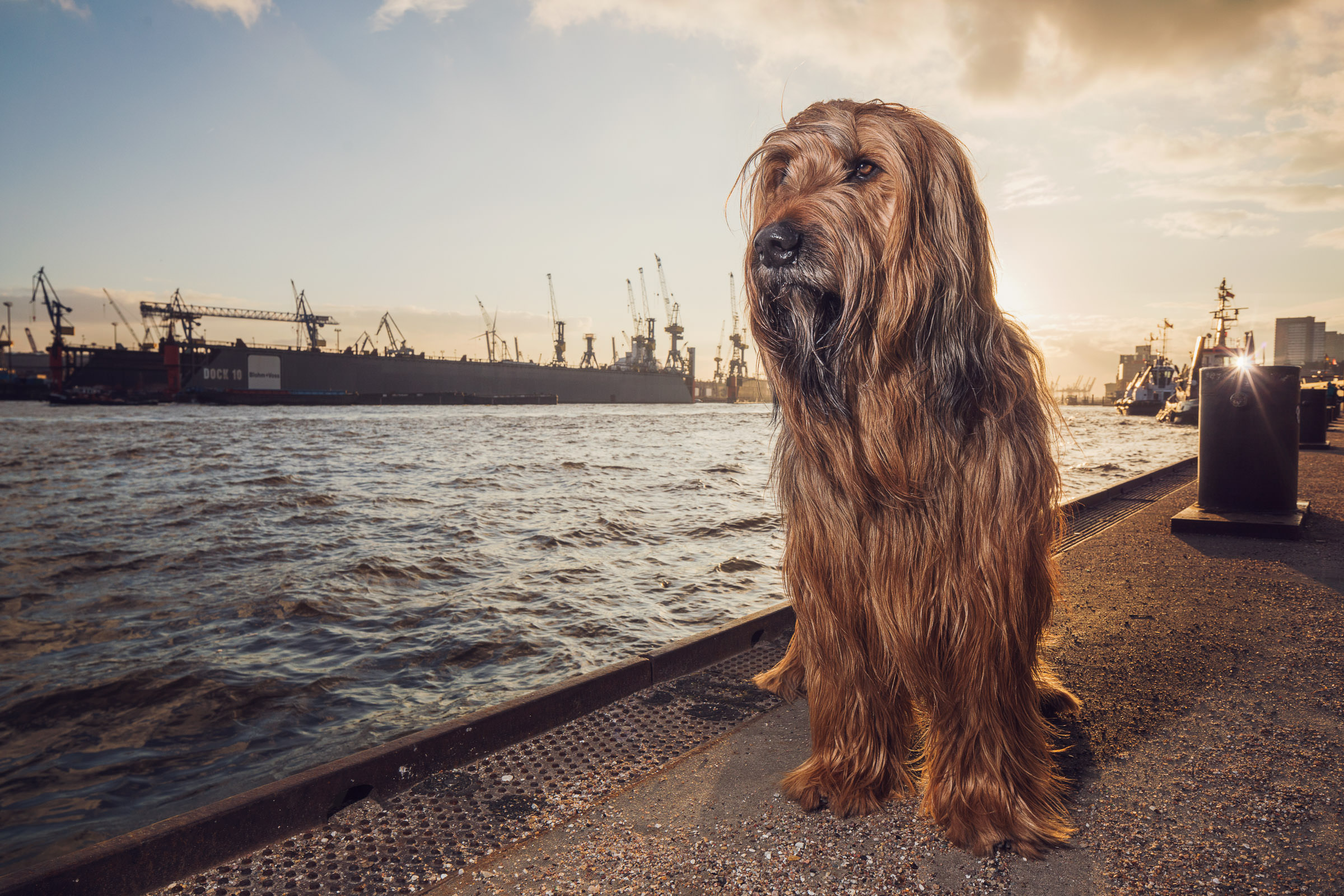 Hund am Wasser im Hafen